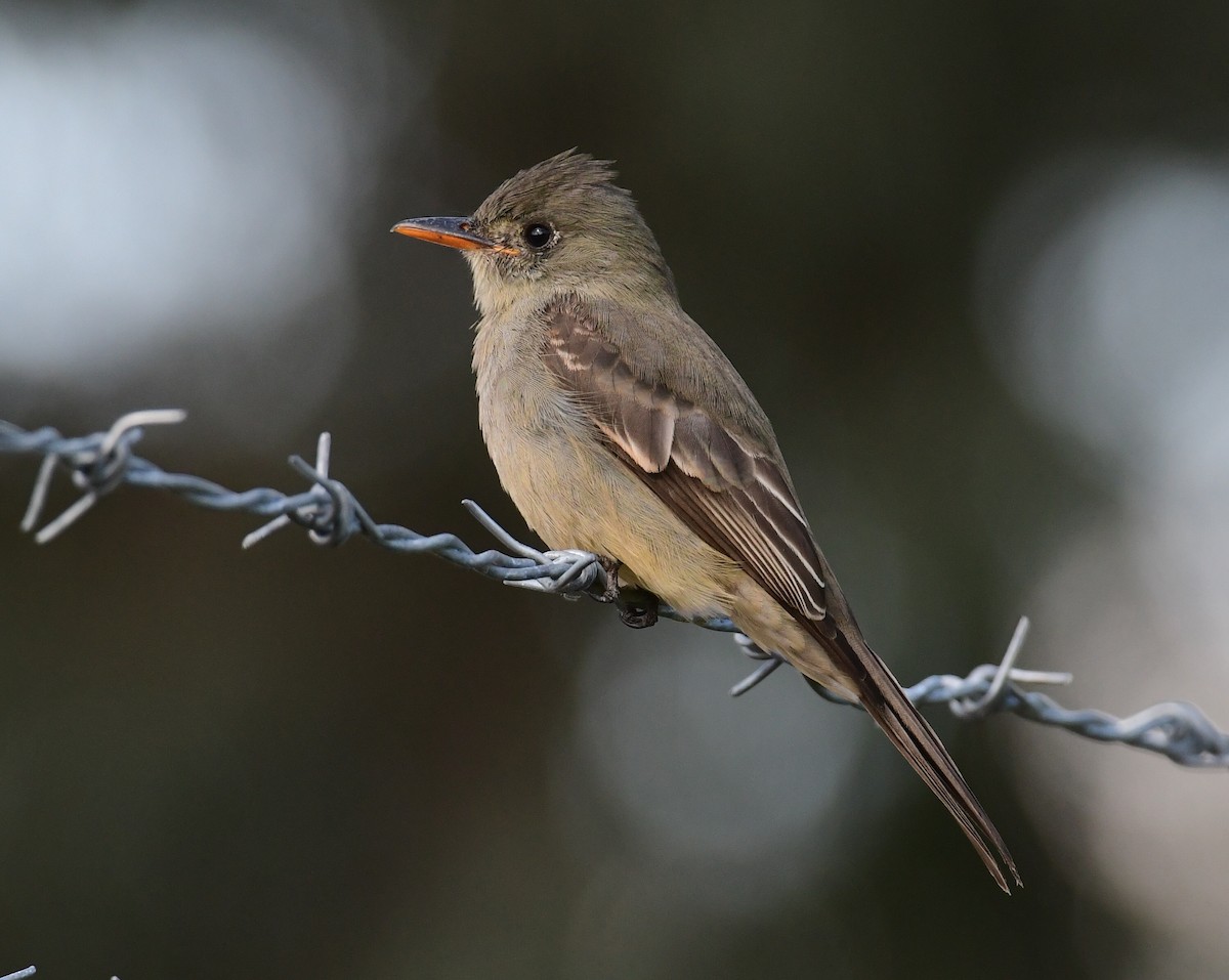 Greater Pewee - ML191640961