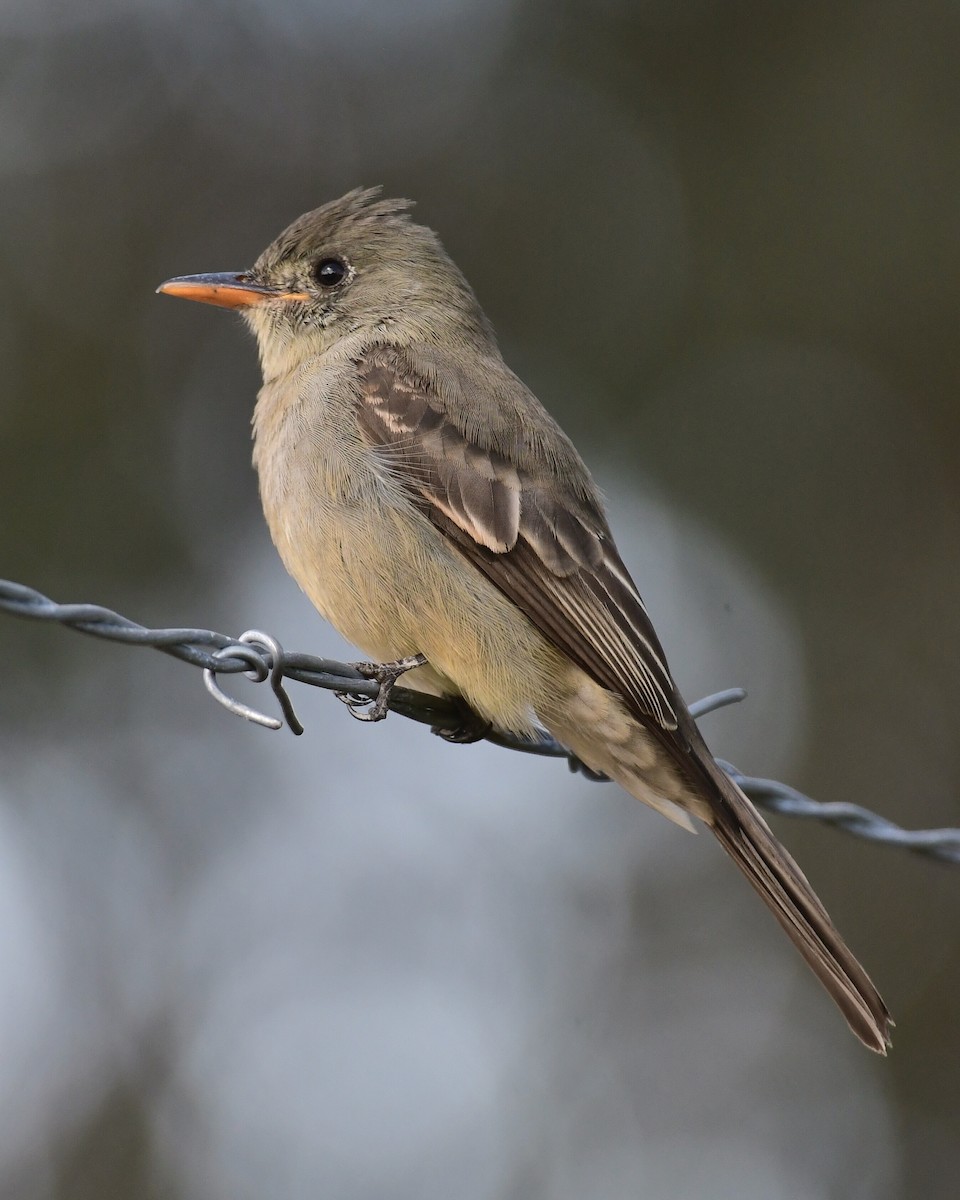 Greater Pewee - ML191640991