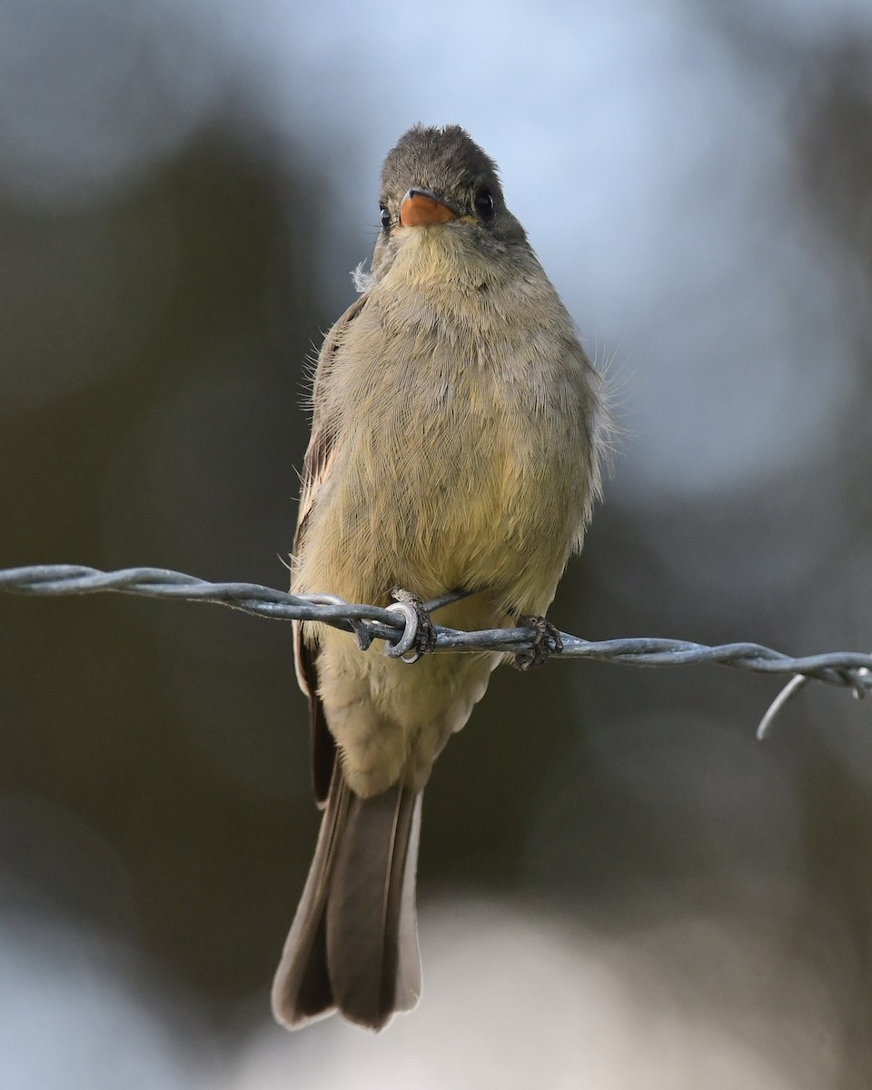 Greater Pewee - Don Hoechlin