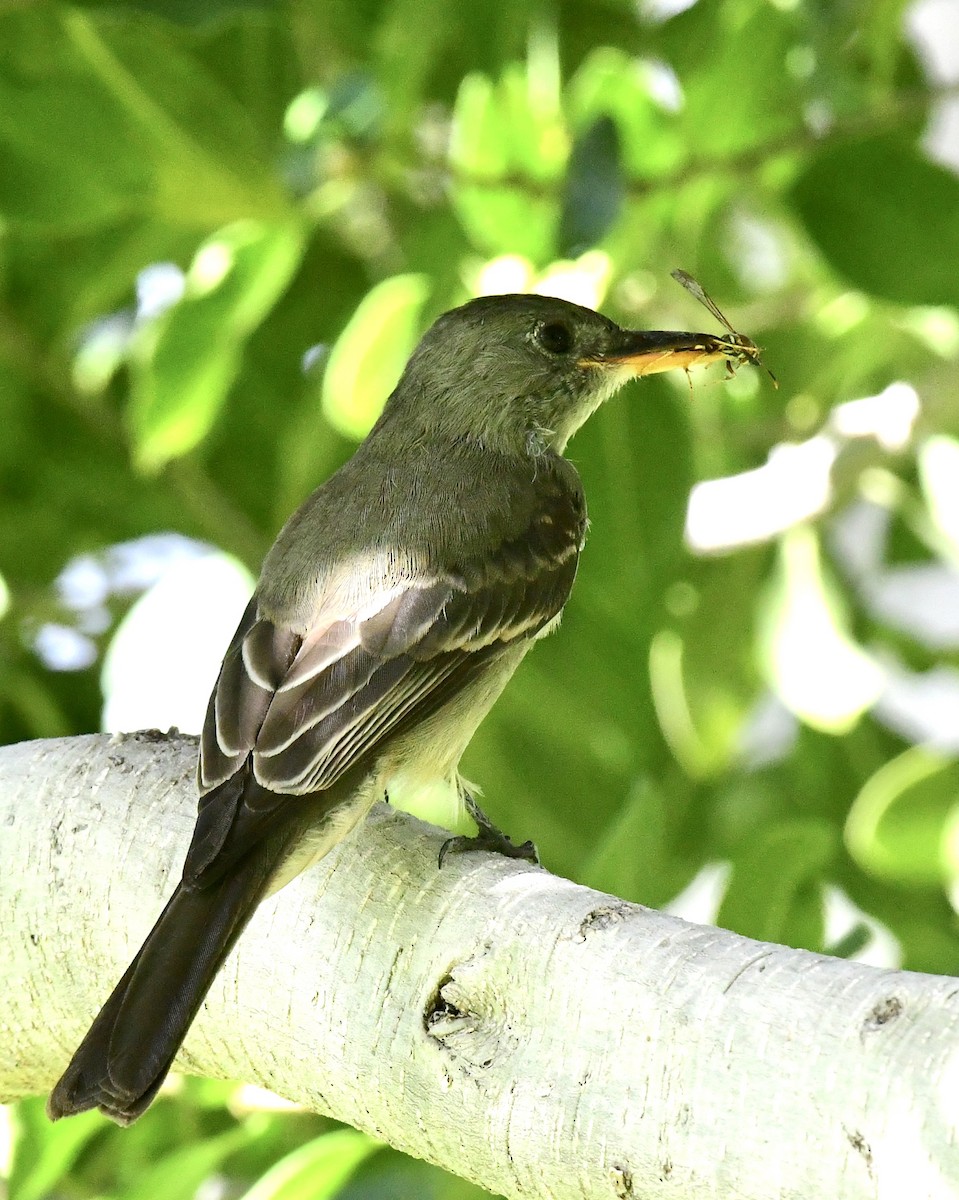 Greater Pewee - ML191641011