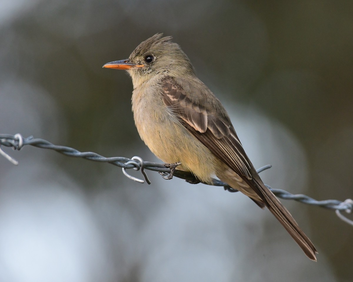 Greater Pewee - ML191641041