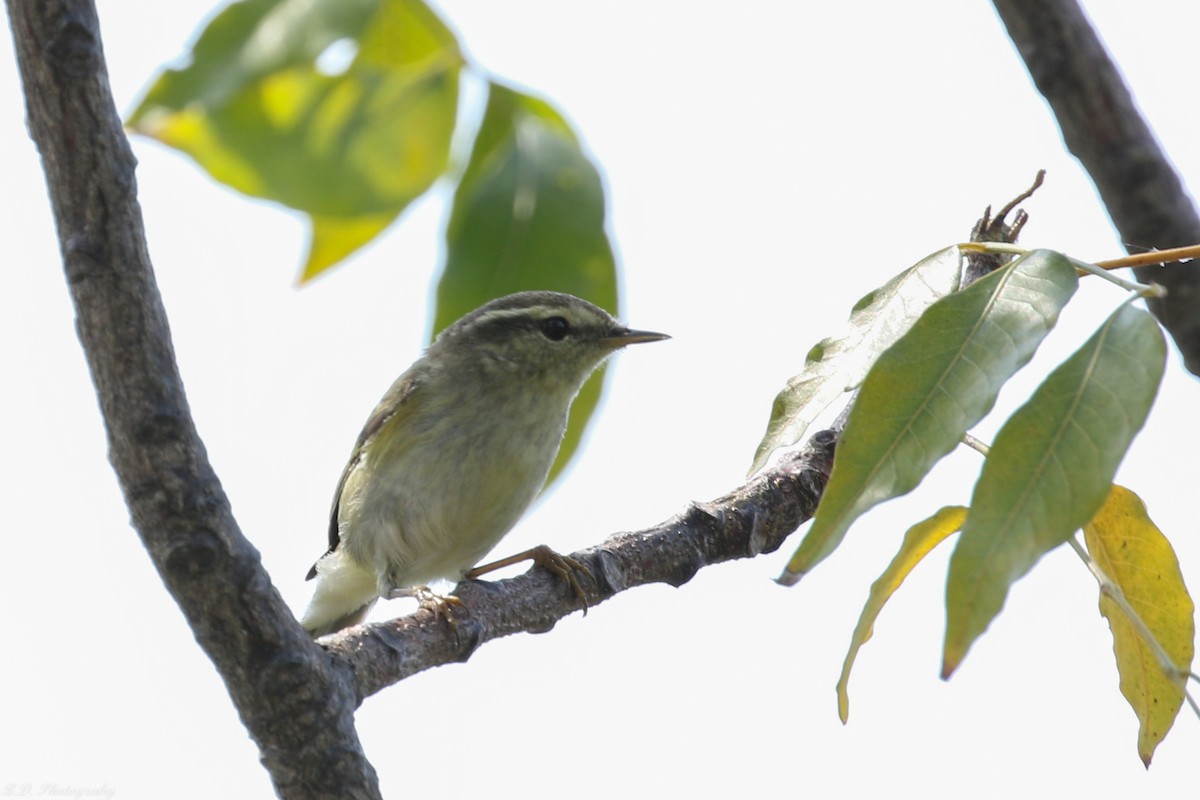 Yellow-browed Warbler - ML191642011