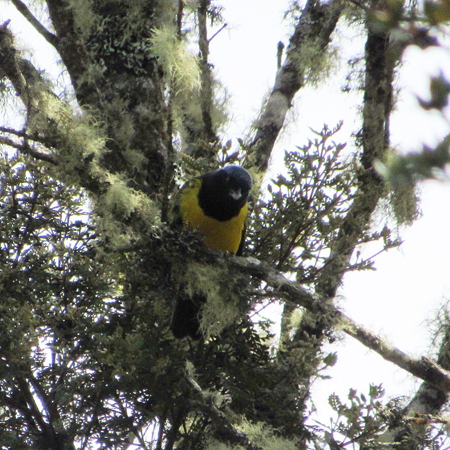 Black-chested Mountain Tanager - ML191643721