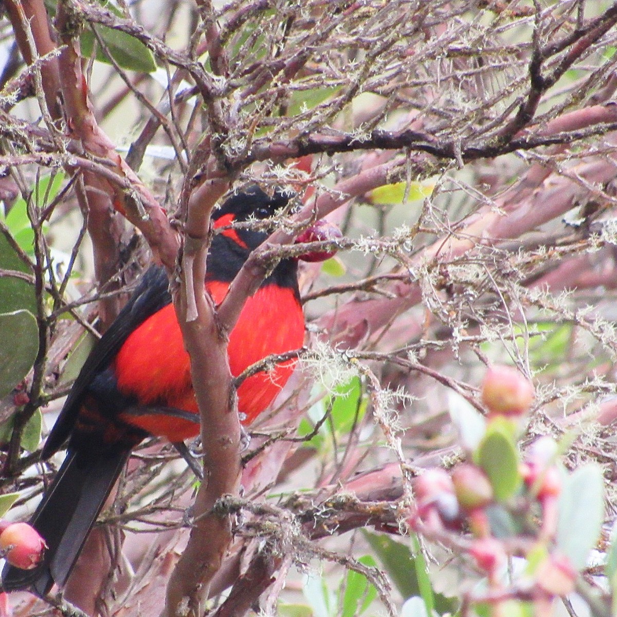 Scarlet-bellied Mountain Tanager - ML191643761