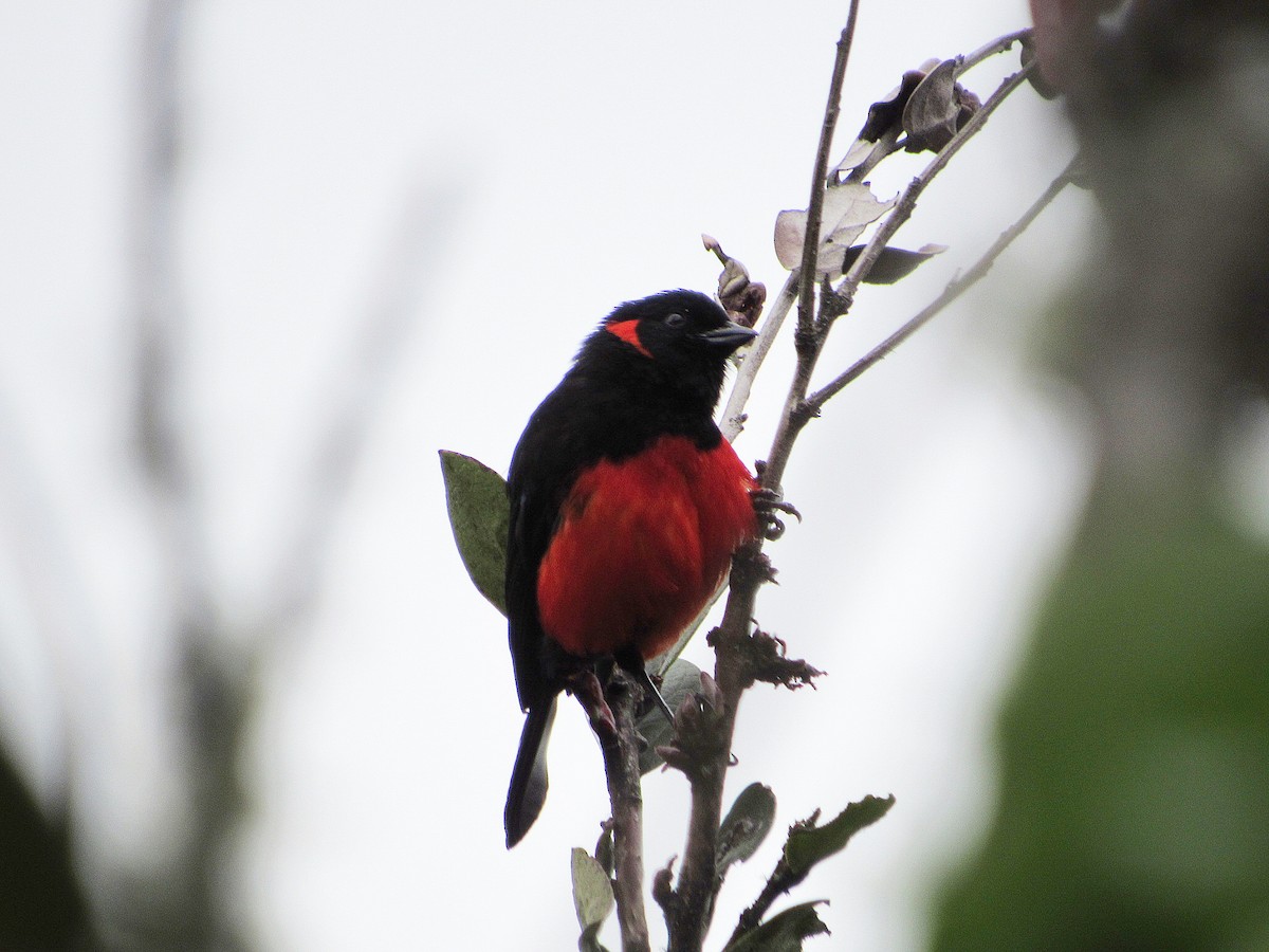 Scarlet-bellied Mountain Tanager - ML191643771