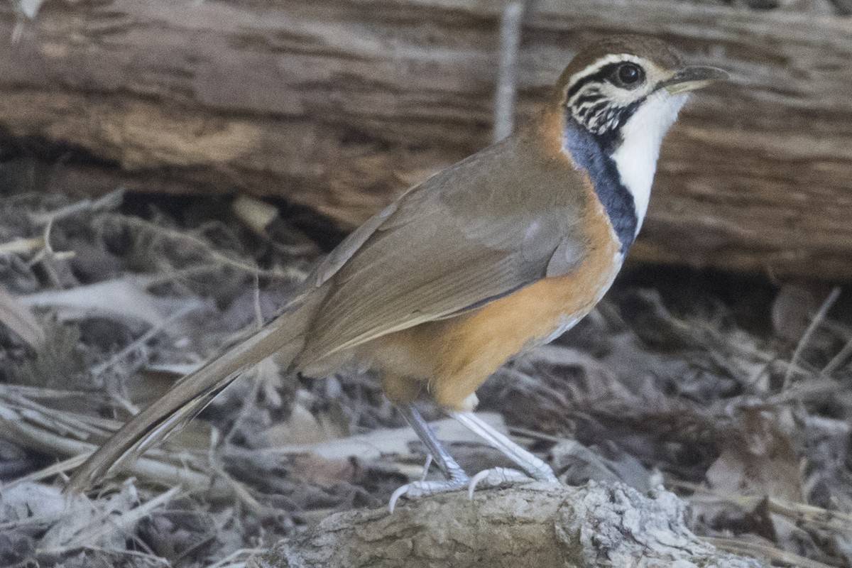 Greater Necklaced Laughingthrush - ML191645991