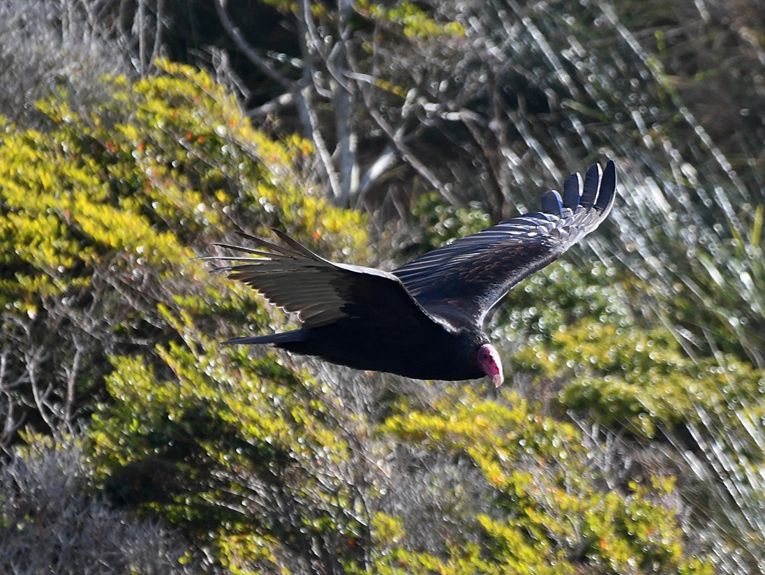 Turkey Vulture (South Temperate) - ML191656271