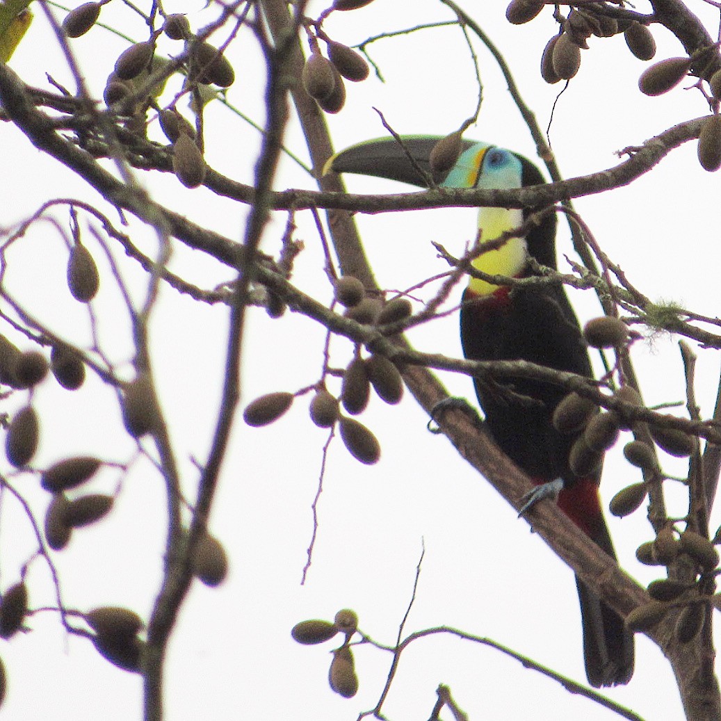 Channel-billed Toucan (Citron-throated) - ML191658621