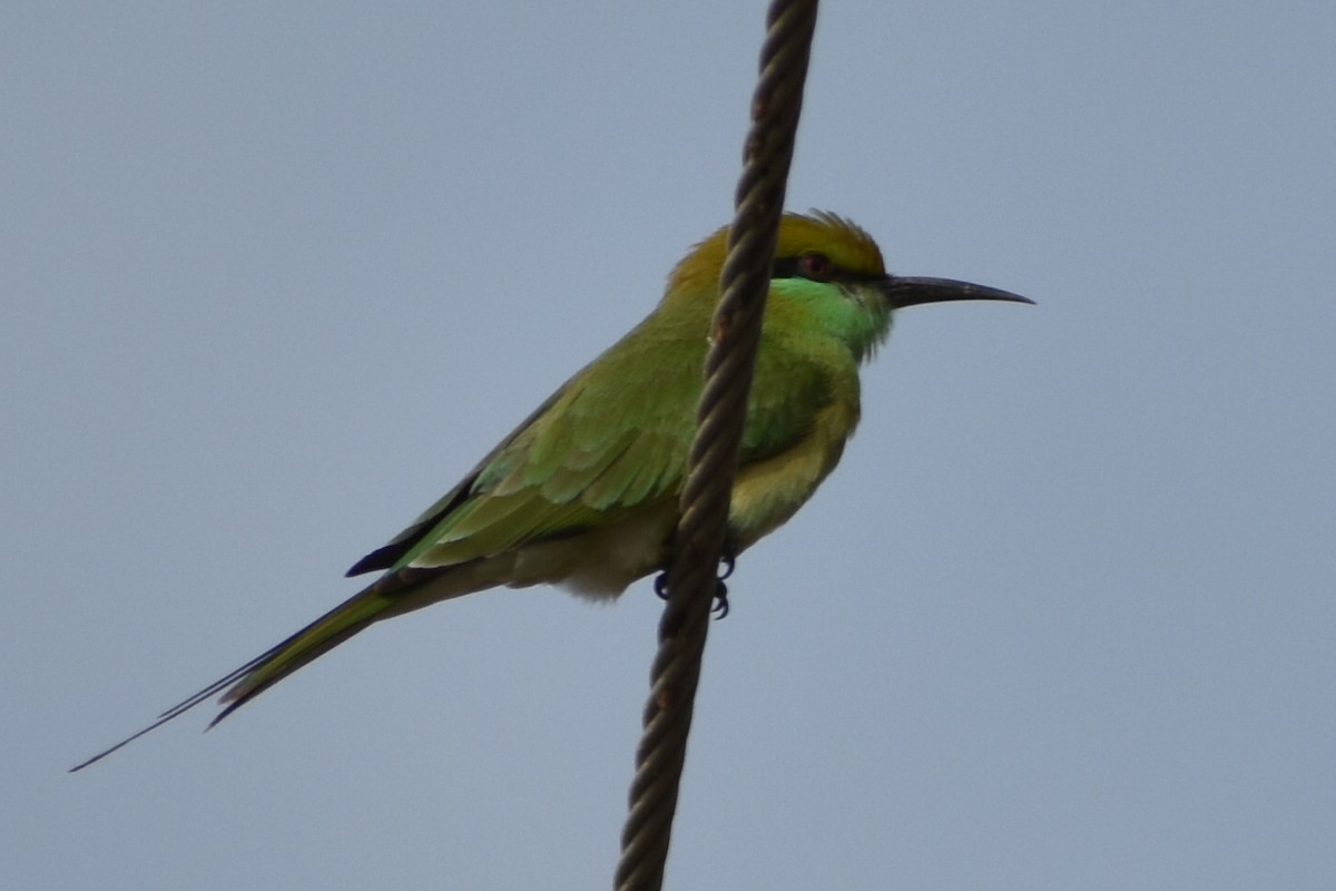 Asian Green Bee-eater - Raju Soni
