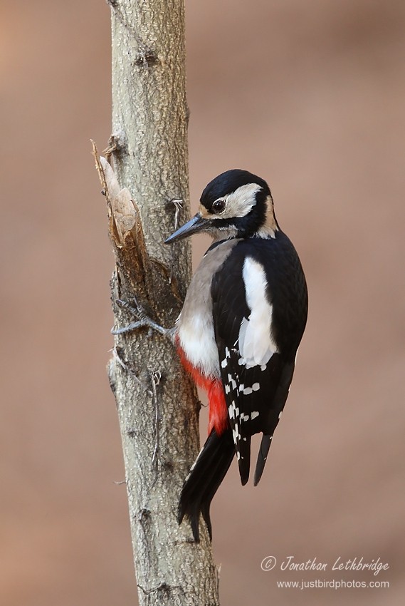 Great Spotted Woodpecker - ML191663451