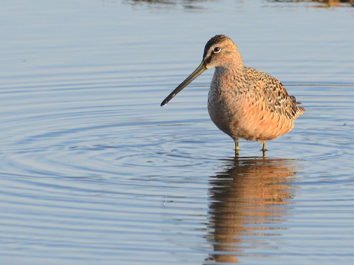 Long-billed Dowitcher - ML191664111