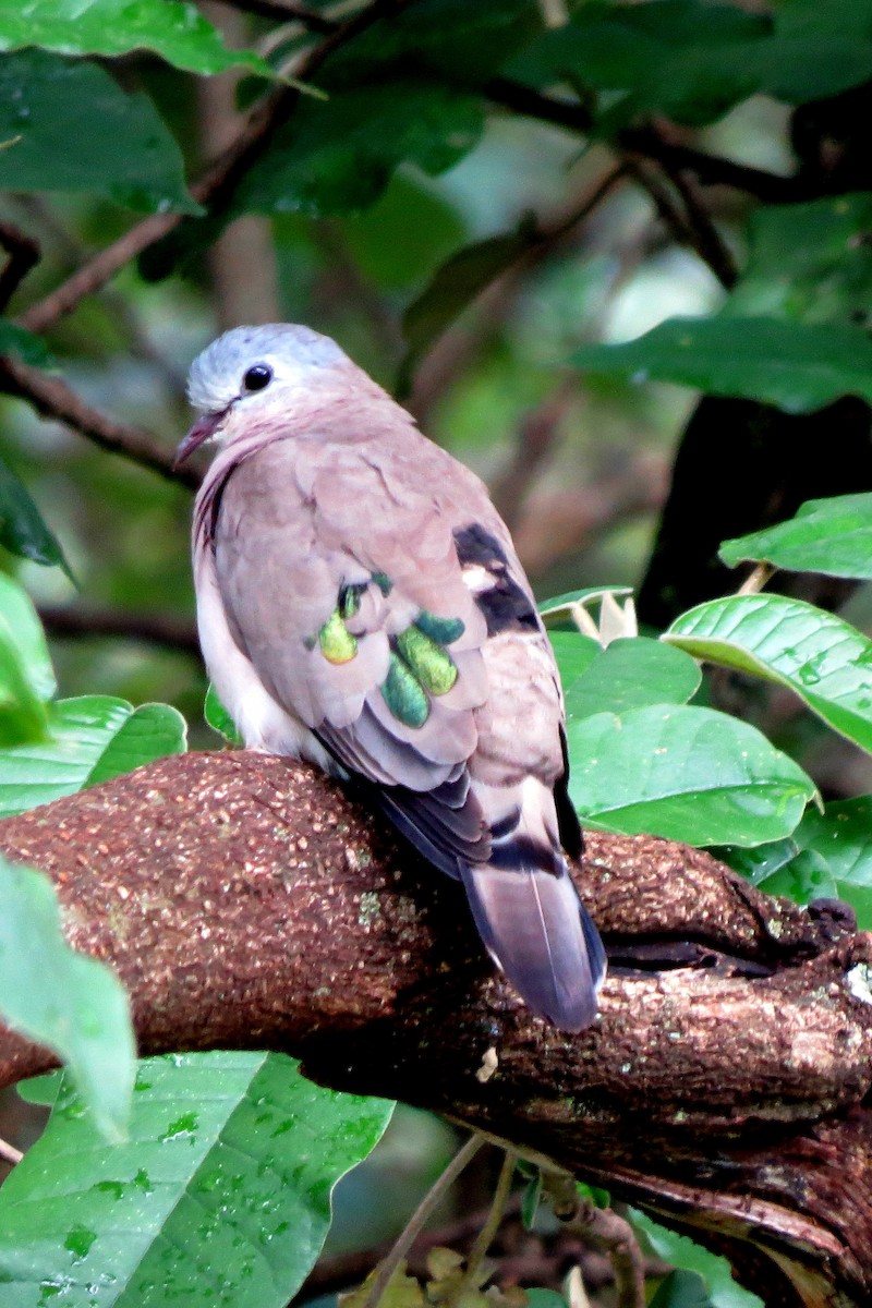 Emerald-spotted Wood-Dove - ML191664281