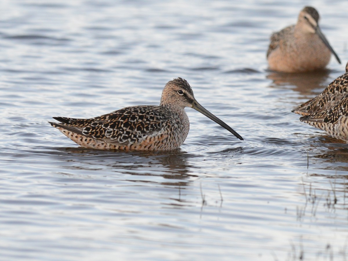 Long-billed Dowitcher - ML191664301