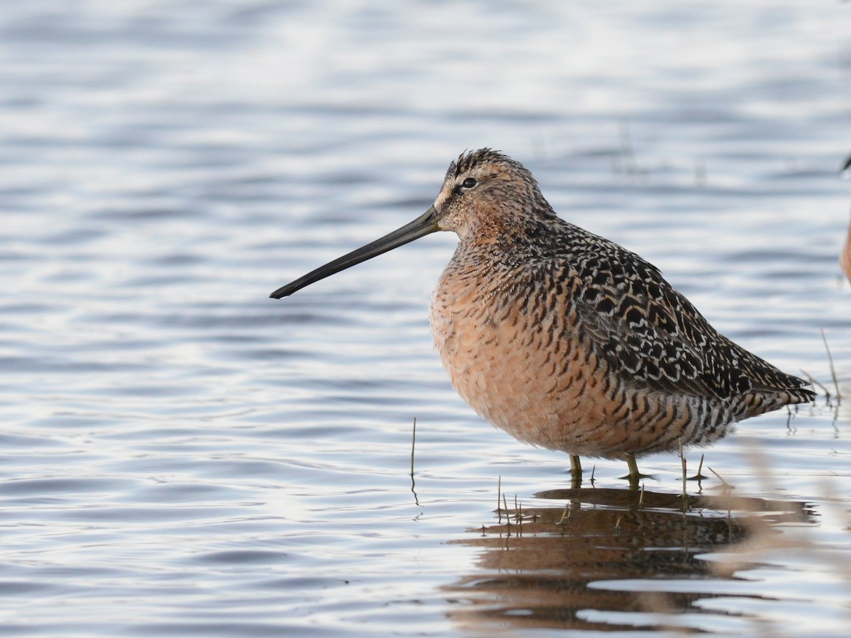 Long-billed Dowitcher - ML191664311