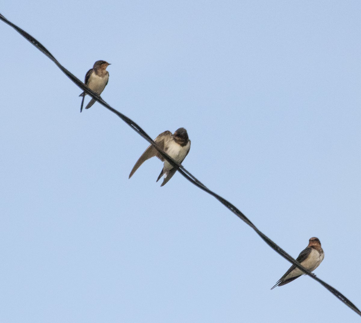 Barn Swallow - ML191664411