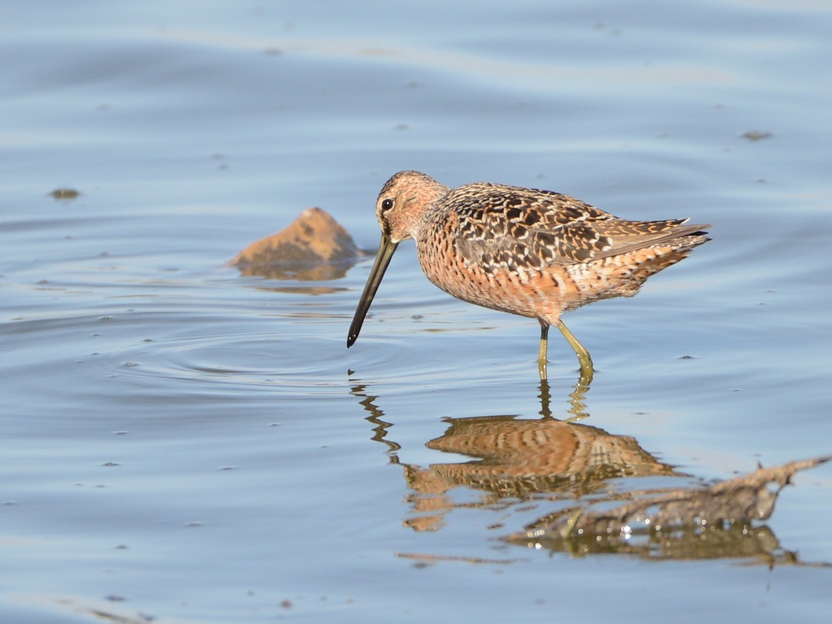 Long-billed Dowitcher - ML191664641