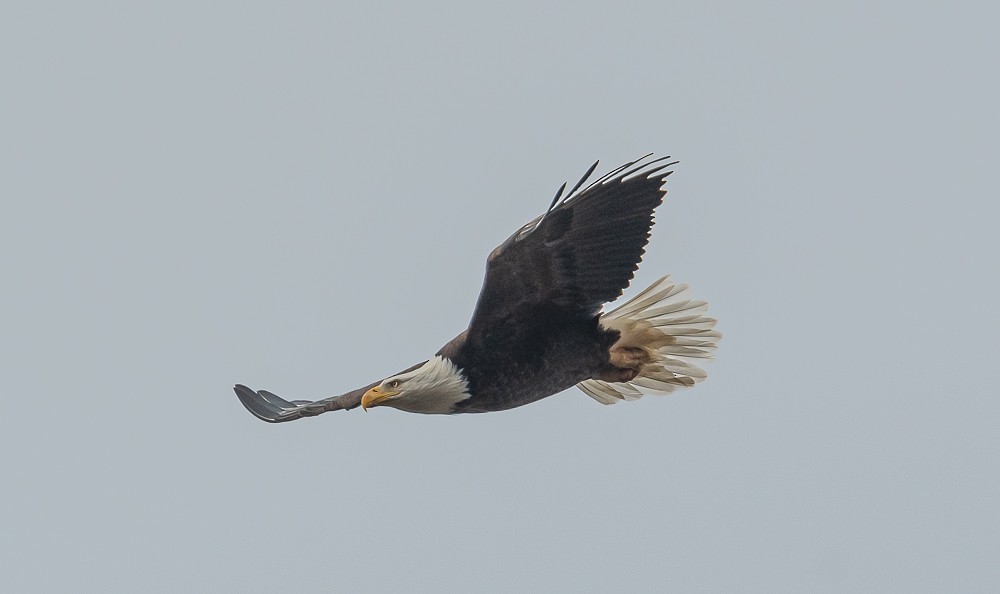 Bald Eagle - Bert Filemyr