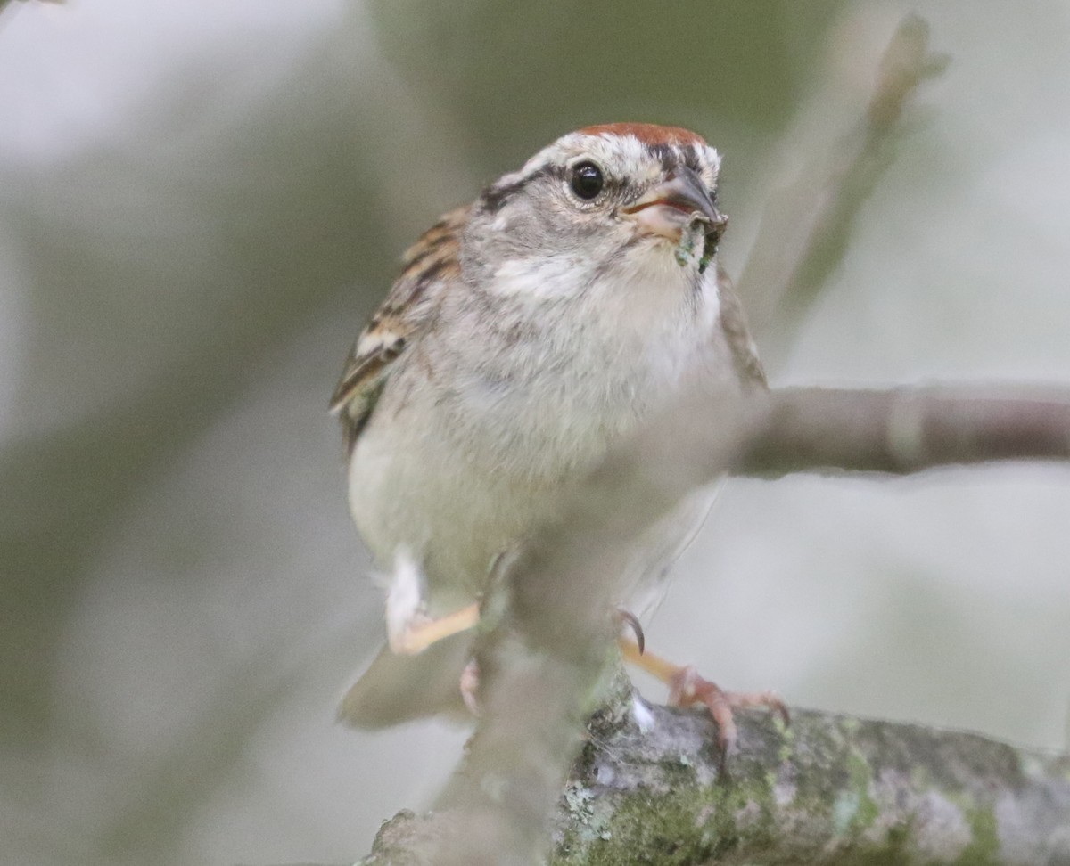 Chipping Sparrow - ML191668091