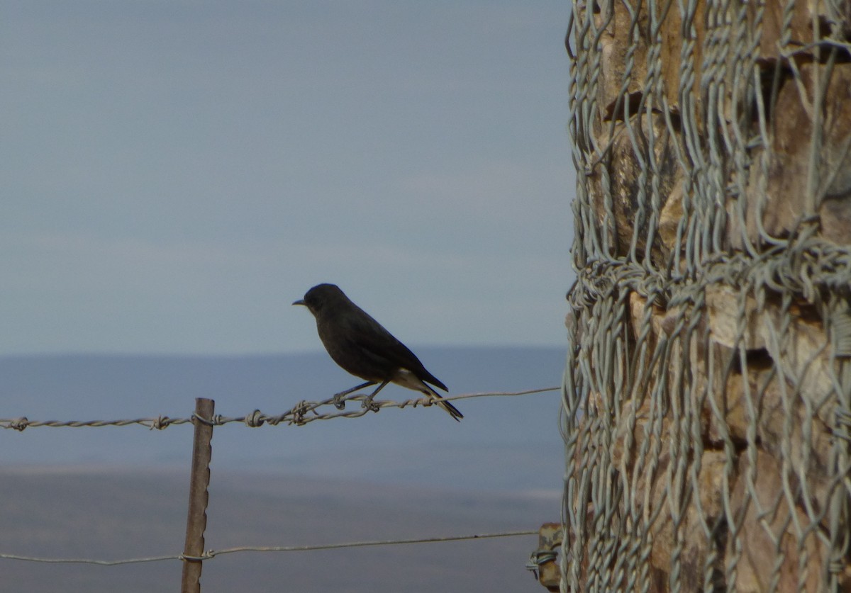 Fork-tailed Drongo - ML191670891