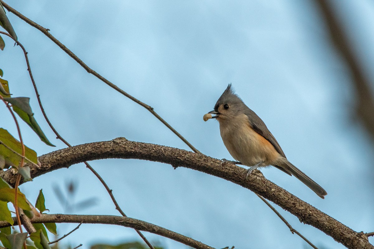 Tufted Titmouse - Candice Lowther