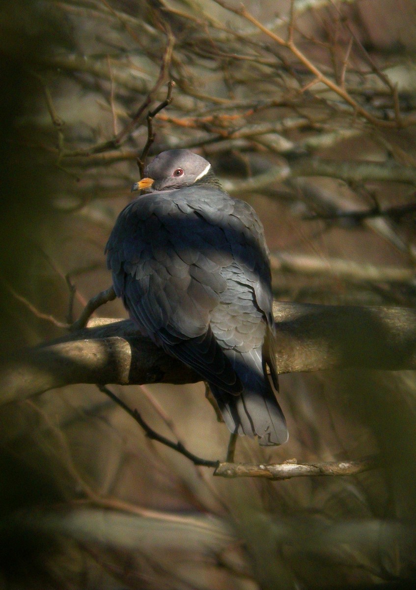 Band-tailed Pigeon - ML191673021