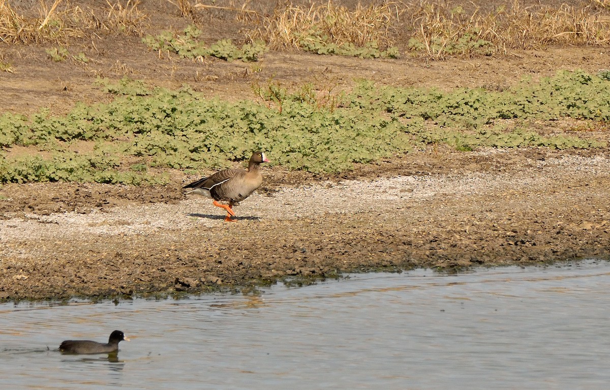 Lesser White-fronted Goose - ML191674221