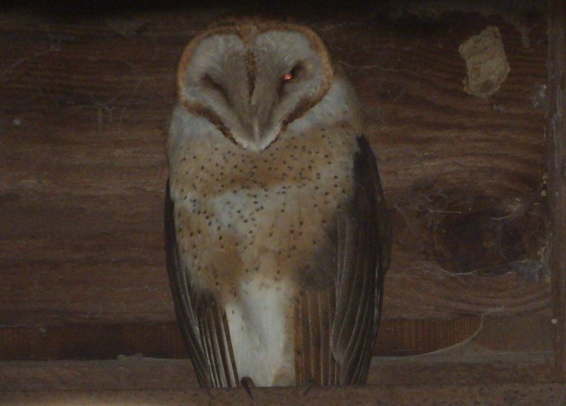 Barn Owl - ML191675051