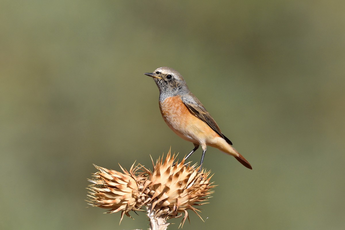Common Redstart - Santiago Caballero Carrera