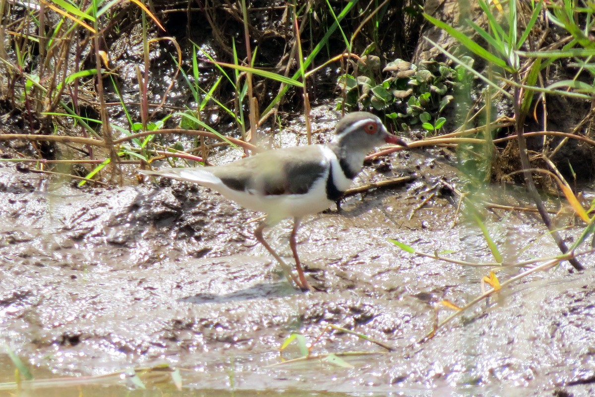 Three-banded Plover - ML191679231