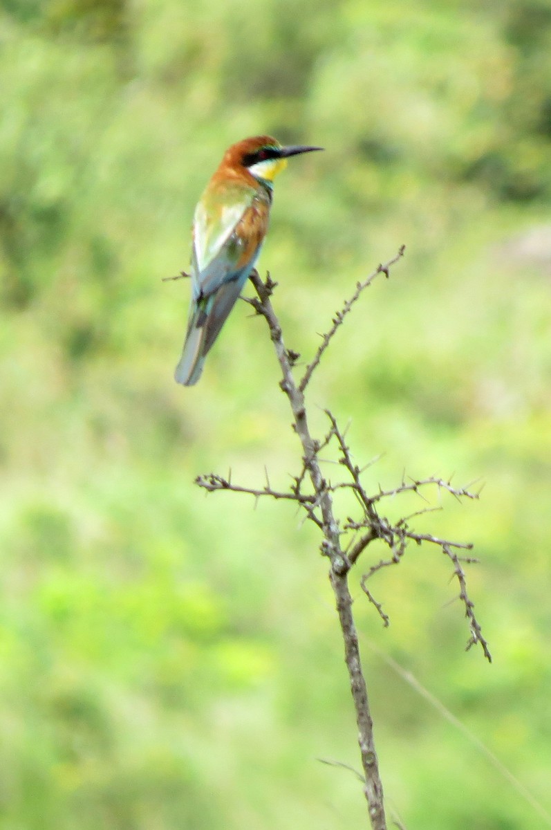 European Bee-eater - ML191679561