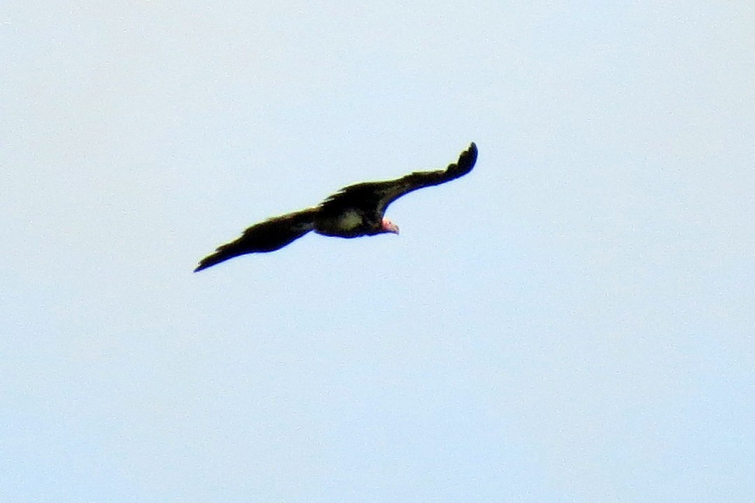 Lappet-faced Vulture - ML191682021