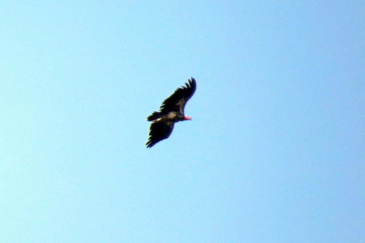 Lappet-faced Vulture - ML191682031