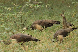 Indian Peafowl, ML191686741