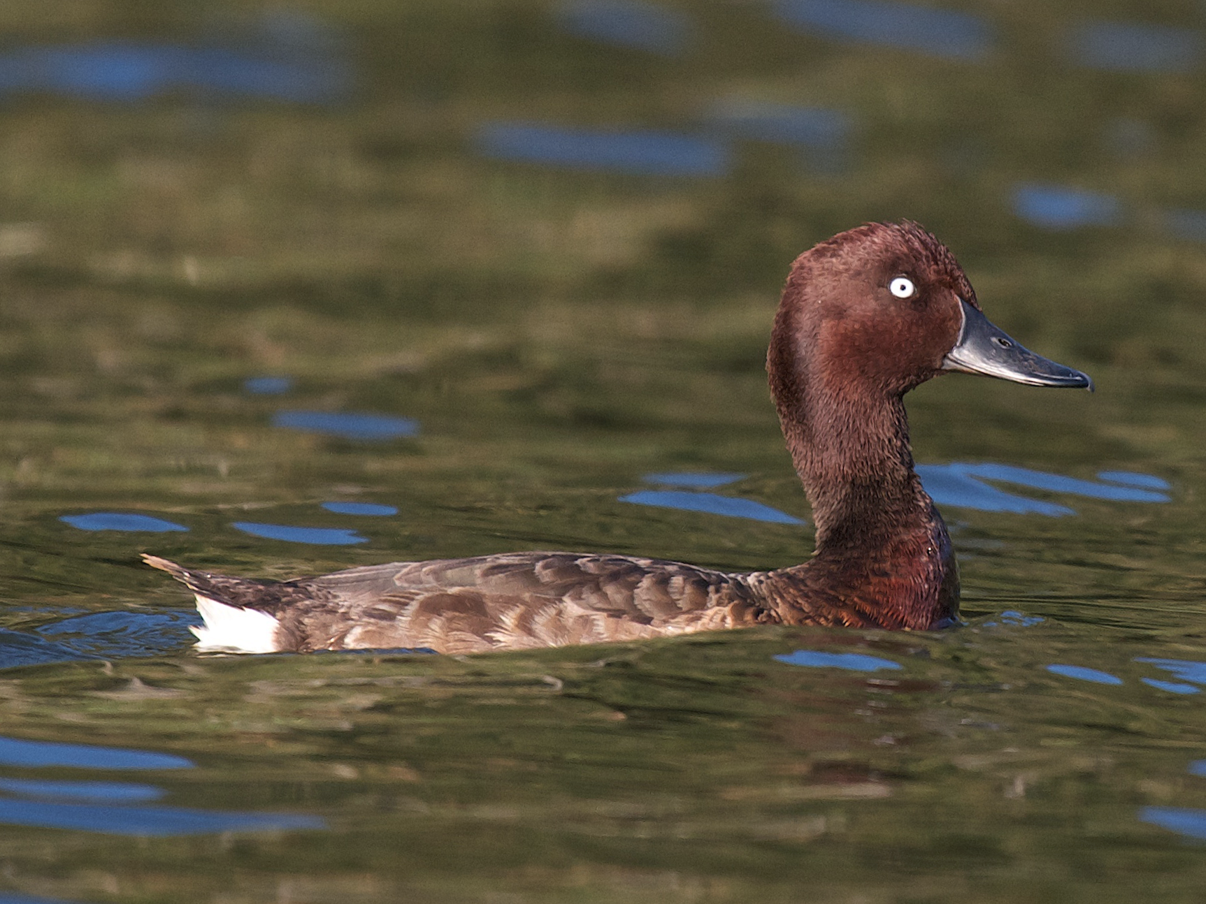 Madagascar Pochard - eBird