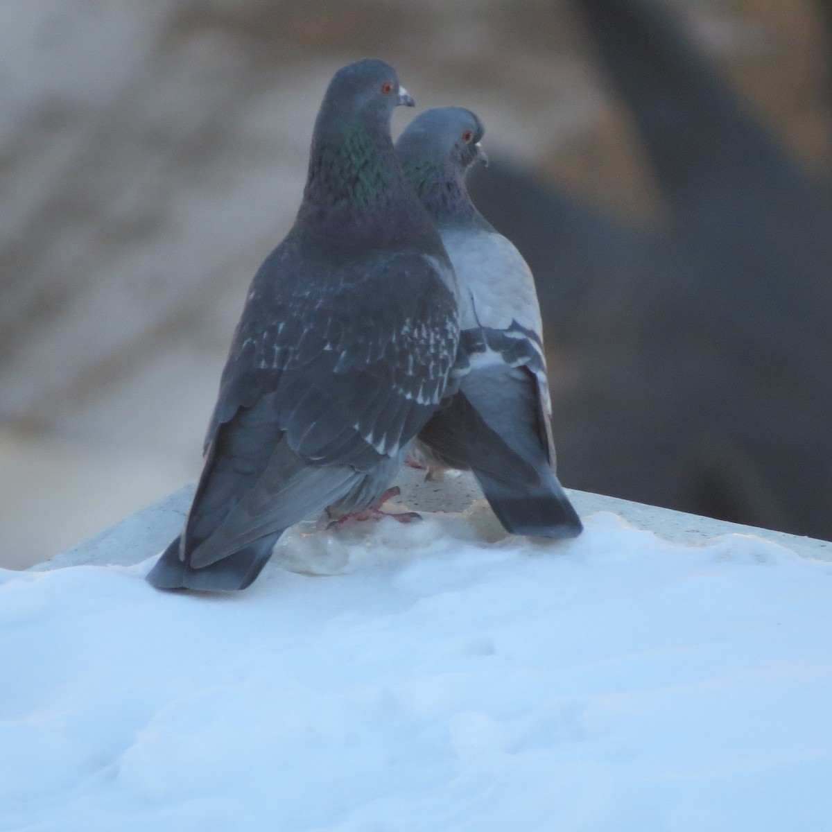 Rock Pigeon (Feral Pigeon) - Jan Leonard