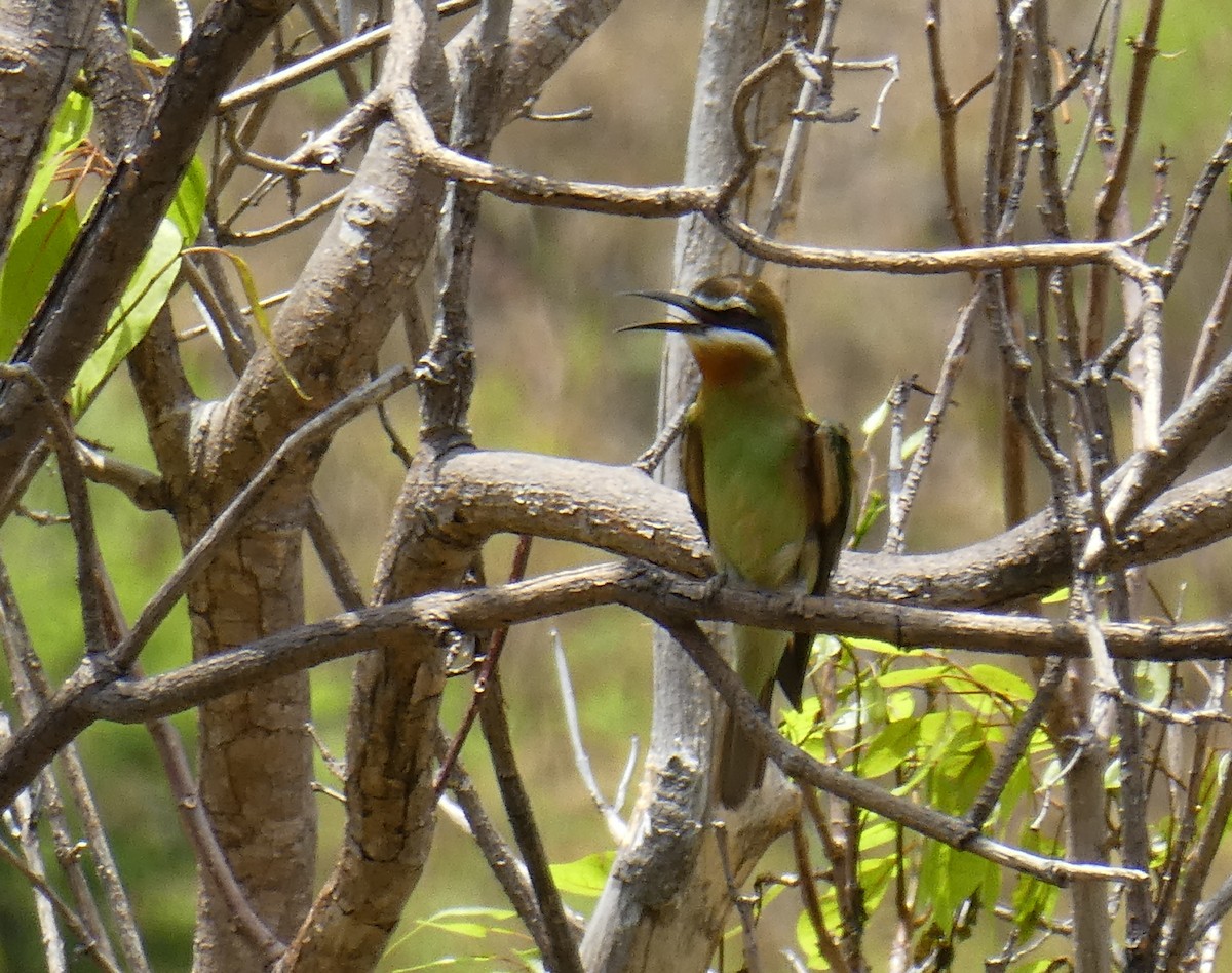 Madagascar Bee-eater - John Cree