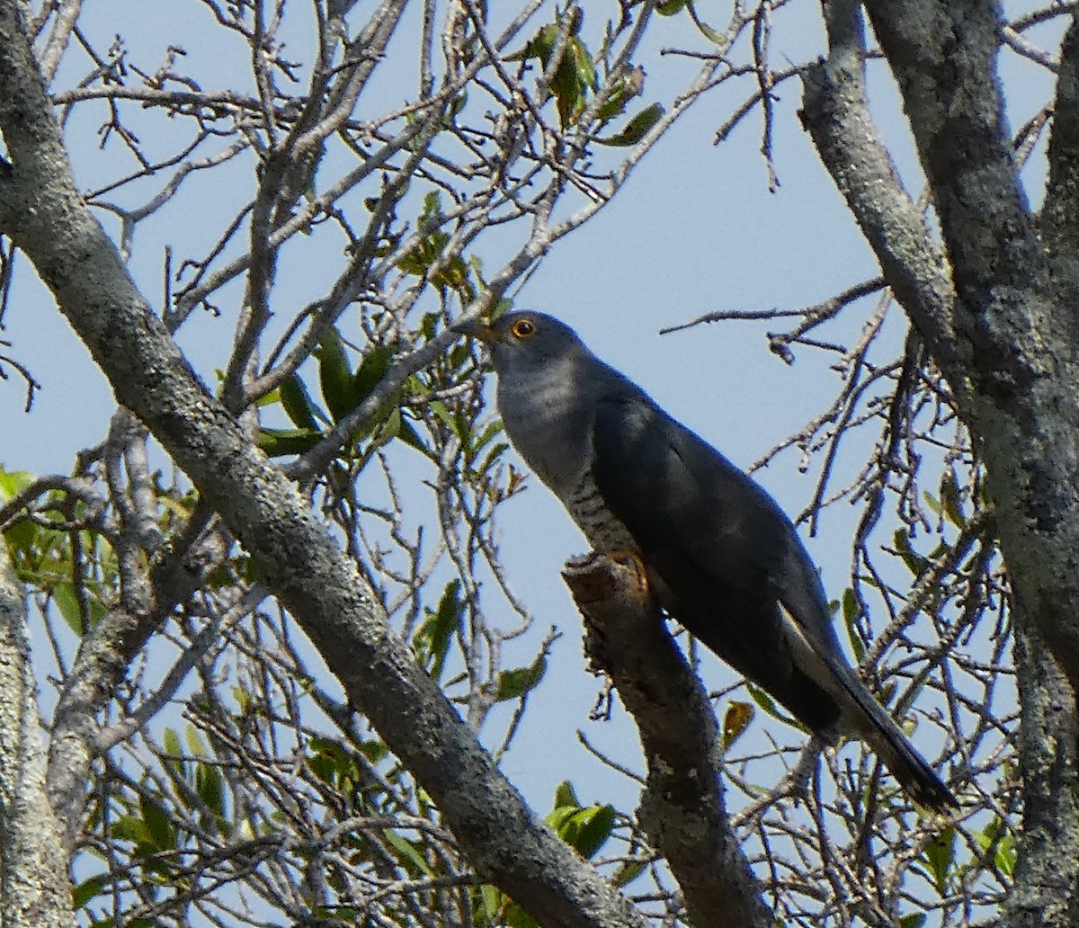 Madagascar Cuckoo - ML191688791