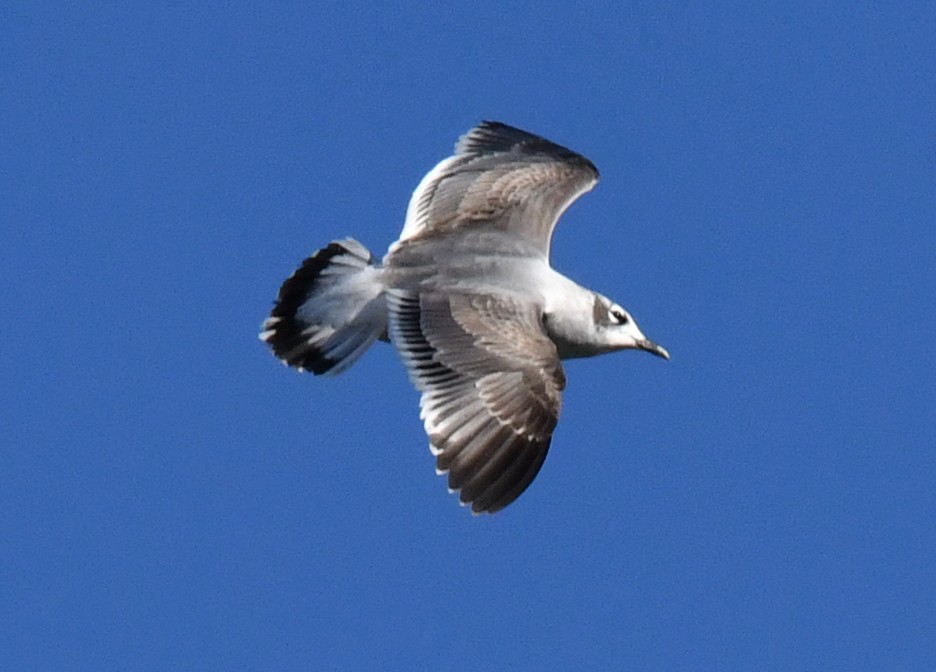 Franklin's Gull - Richard Connors