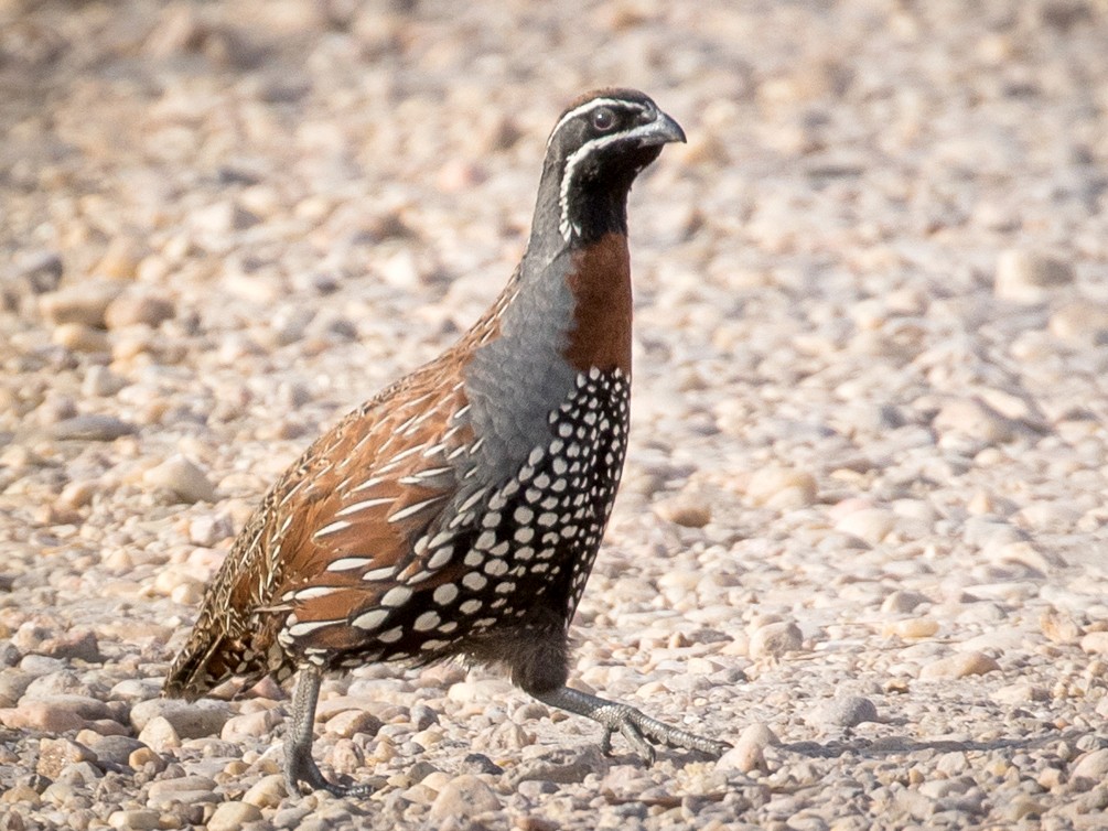 Madagascar Partridge - Skip Russell