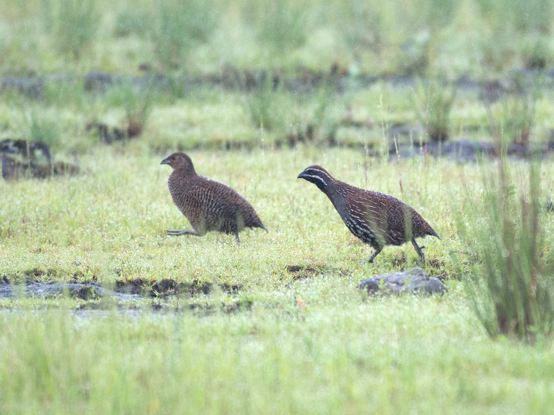 Madagascar Partridge eBird