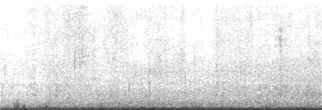buřňák černobílý - ML191693571