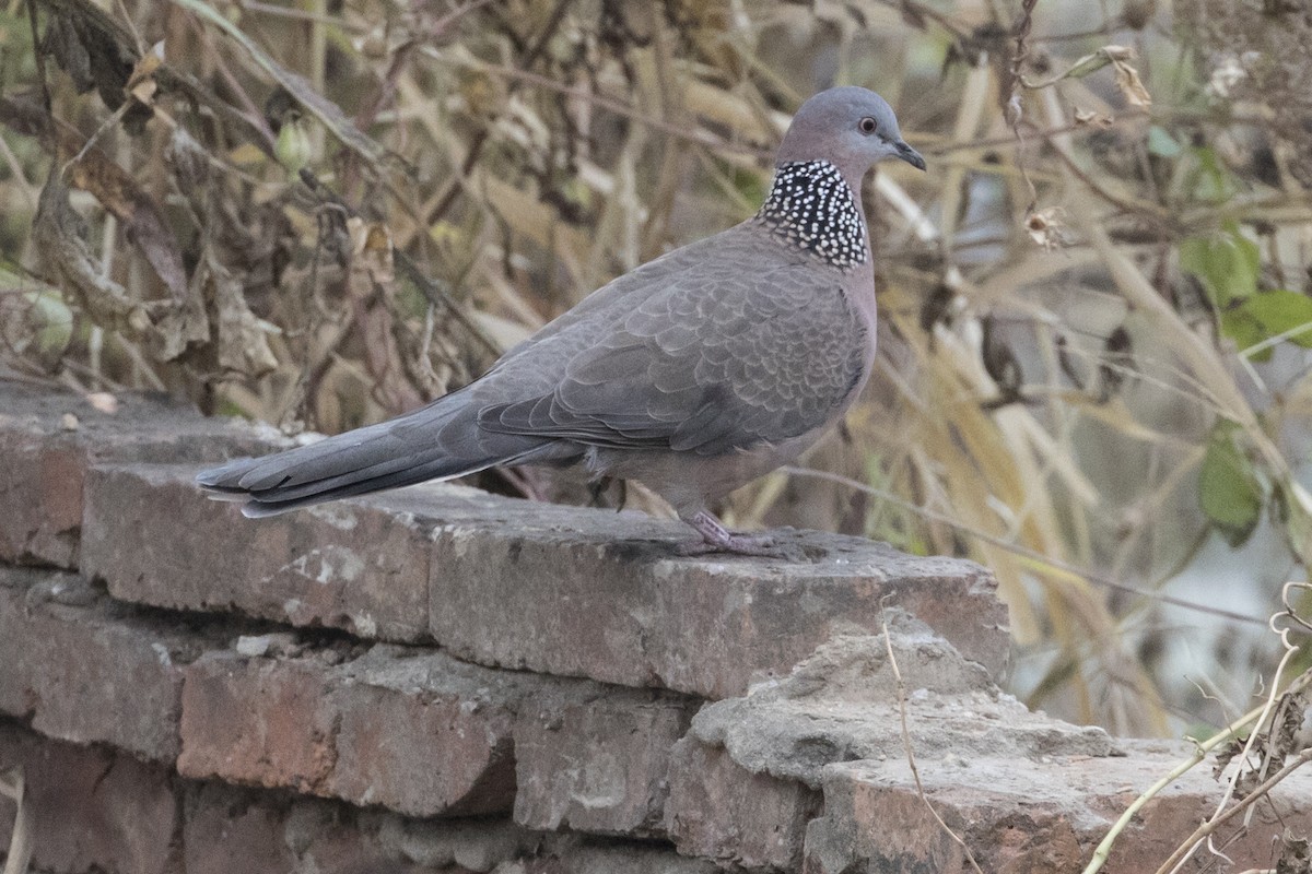 Spotted Dove - ML191695811