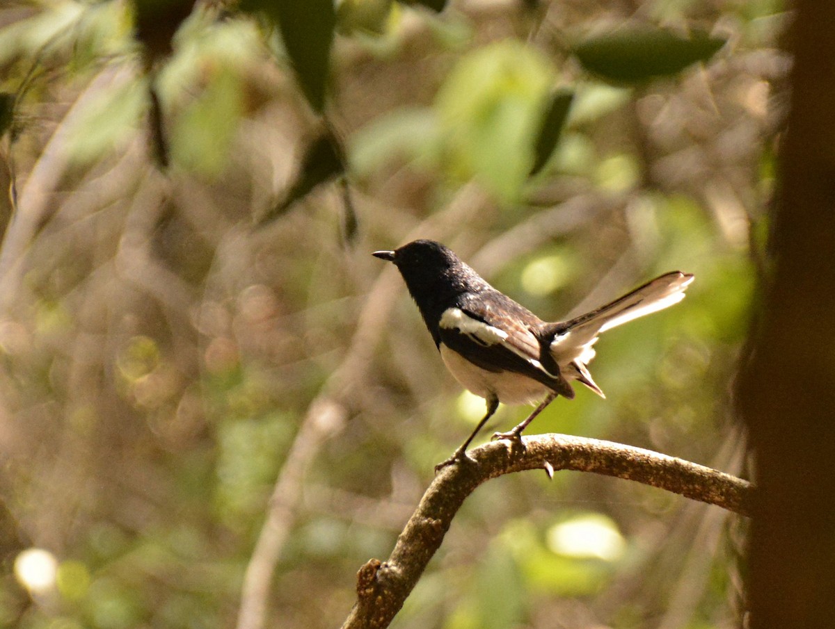 Madagascar Magpie-Robin - ML191697711