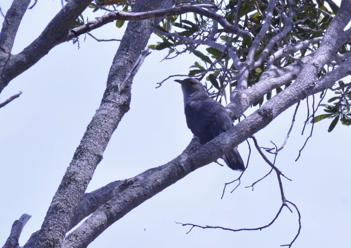 Madagascar Cuckoo - John Cree