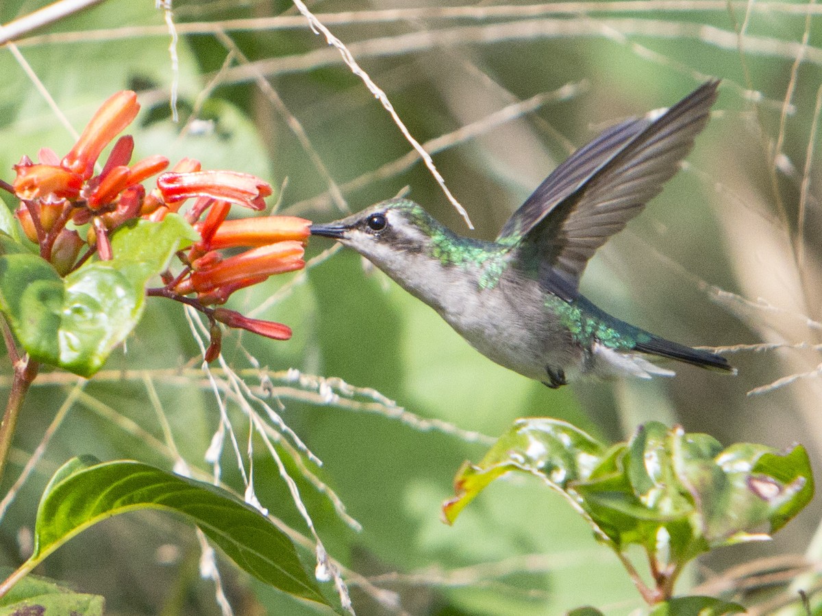 Blue-tailed Emerald - ML191699501