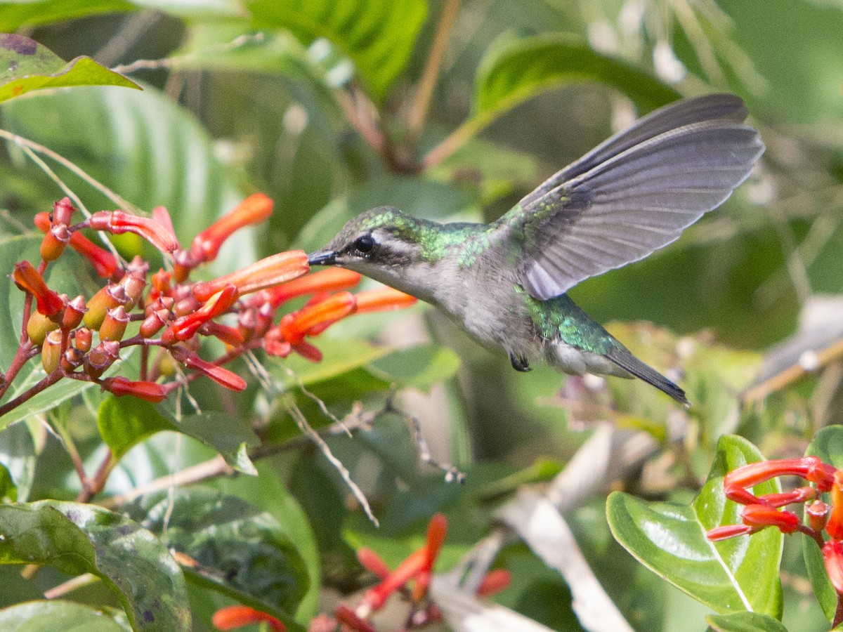 Blue-tailed Emerald - ML191699541