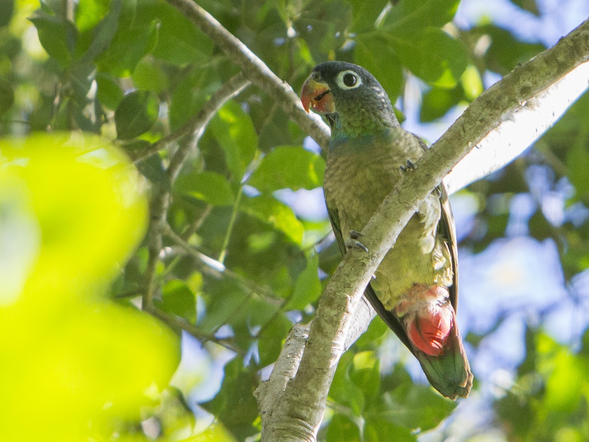 Red-billed Parrot - ML191699581