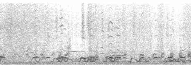Gallo de las Praderas Chico - ML191707