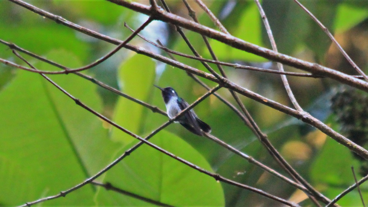 Violet-headed Hummingbird - ML191707931