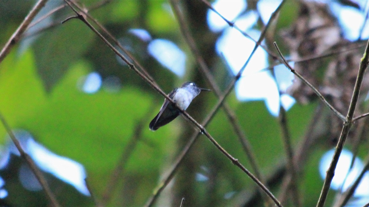 Violet-headed Hummingbird - ML191707941